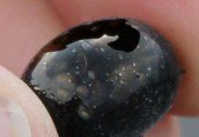 Trứng lạ phun ra từ miệng núi lửa Hawaii Trứng lạ phun ra từ miệng núi lửa Hawaii