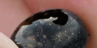 Trứng lạ phun ra từ miệng núi lửa Hawaii