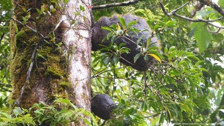 Loài kiến đặc biệt biết trồng cây để làm tổ trên đảo Fiji