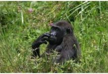 Gần 1/2 động vật linh trưởng có nguy cơ tuyệt chủng