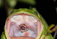 Khoảnh khắc rắn ngoi lên tìm đường thoát thân từ họng ếch