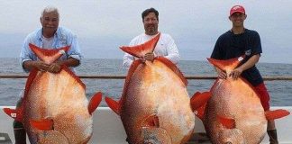 Bắt được 3 con cá mặt trăng hiếm trong cùng 1 ngày