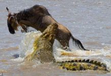 Linh dương nhảy ngoạn mục thoát hàm cá sấu