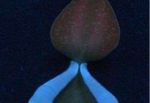 “Cây sát thủ” phát sáng để dụ mồi "Cây sát thủ" phát sáng để dụ mồi