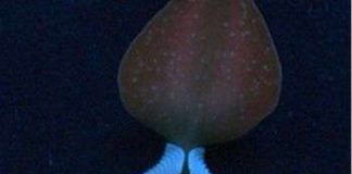 "Cây sát thủ" phát sáng để dụ mồi