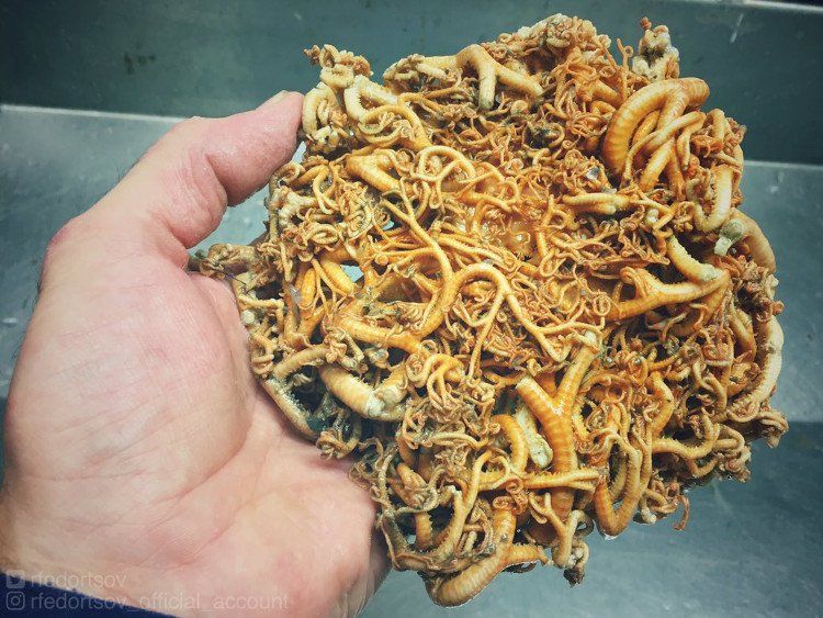 Bộ ảnh “thủy quái” mới nhất của ngư dân Nga khiến cư dân mạng tái mặt