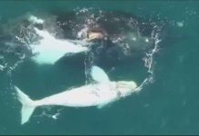 Video: Phát hiện cá voi trắng cực hiếm ngoài khơi Úc