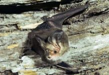 Hàng trăm nghìn con dơi chết vì nắng nóng ở Australia