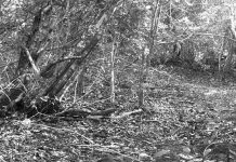 Phát hiện loài chuột chù voi kỳ lạ ở Kenya