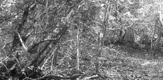 Phát hiện loài chuột chù voi kỳ lạ ở Kenya