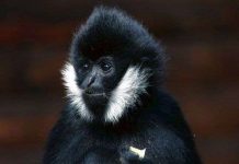 Hành trình tìm vượn má trắng