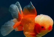 Sự thật thú vị về các loài vật