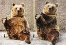 Gấu rèn luyện sức khỏe bằng…yoga