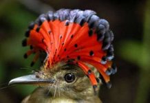 Lý do thực khiến chim di cư