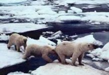 Không thể tránh khỏi hiện tượng nóng dần ở Bắc cực