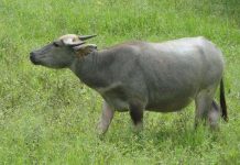 Vì sao trâu luôn nhai?