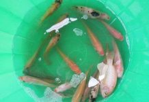 Thuốc khiến cá, lợn "lăn quay" có hại không?