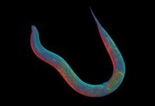 Sinh vật 18 triệu năm không biết sex là gì và đến giờ khoa học mới hiểu tại sao