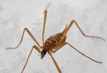 Các loài muỗi "kinh dị" không thèm hút máu người