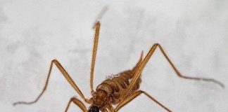 Các loài muỗi "kinh dị" không thèm hút máu người