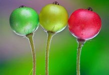 Kiến mang trái cây lớn gấp 5 lần cơ thể