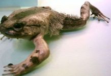 Phát hiện cóc "siêu nhân" đặc biệt