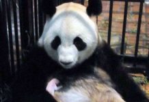 Chú gấu trúc mới sinh ở vườn thú Tokyo qua đời Chú gấu trúc mới sinh ở vườn thú Tokyo qua đời