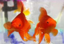 Cá vàng sống sót sau hơn 4 tháng không ăn