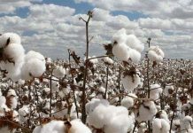 Những phát hiện "nhỏ nhặt" giúp con người "sống dai" hơn