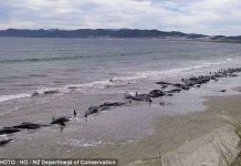 Cá voi mắc cạn tập thể không cùng một gia đình