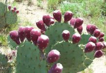 Chất béo trong hạt xương rồng Nopal Việt Nam cao hơn của Đức