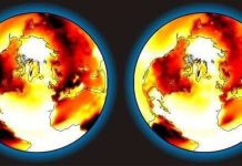 Làm mát hành tinh bằng cách trồng đúng loại cây