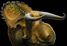 Phát hiện loài khủng long giống bò tót Phát hiện loài khủng long giống bò tót