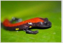 Phát hiện 3 loài kỳ nhông mới độc đáo Phát hiện 3 loài kỳ nhông mới độc đáo