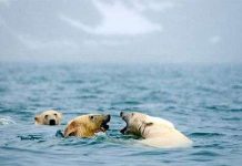 Gấu Bắc cực phải bơi liên tục 687km để kiếm ăn