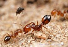 Nấm “xui” kiến tự tử Nấm “xui” kiến tự tử