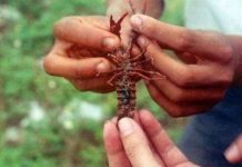 Mối lo về sinh vật ngoại lai