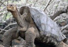 Chú rùa nổi tiếng nhất thế giới đã qua đời