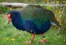 Những loài chim không bao giờ… bay Những loài chim không bao giờ... bay