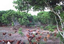 Kỹ thuật nuôi gà ta thả vườn đạt hiệu quả cao Kỹ thuật nuôi gà ta thả vườn đạt hiệu quả cao