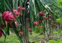 Cách làm mới tiết kiệm điện cho người trồng thanh long