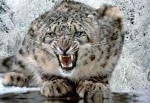 Trung Quốc: Lần đầu chộp được ảnh báo tuyết