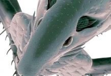 Điều gì xảy ra nếu toàn bộ kí sinh trùng trên Trái đất biến mất? Điều gì xảy ra nếu toàn bộ kí sinh trùng trên Trái đất biến mất?