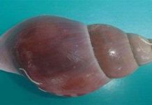 Phát hiện 4 loài sinh vật biển mới