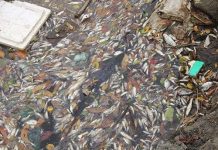 Cá biển chết hàng loạt dọc 4 tỉnh miền Trung