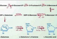 Tìm ra bí ẩn của cơ chế tổng hợp vitamin C ở thực vật