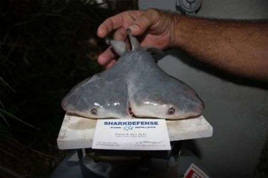 Phát hiện thêm bào thai cá mập 2 đầu quái dị