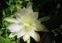 Cách trồng và chăm sóc hoa quỳnh luôn tươi tốt