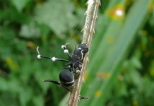 Mánh khóe sinh tồn của loài nấm ký sinh Ophiocordyceps unilateralis