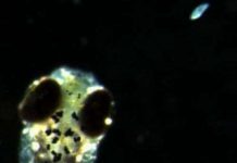 Nhìn được ý nghĩ của loài cá ngựa vằn